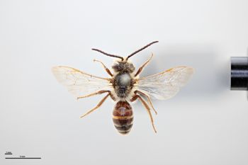 Media type: image;   Entomology 773931 Aspect: habitus dorsal view